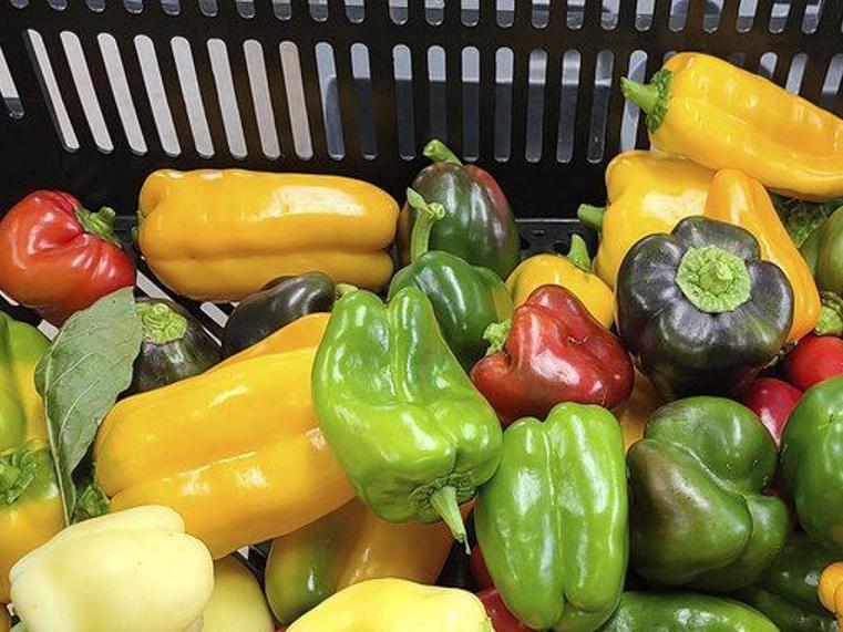 How to Grow Peppers - Part 2 - MSU Extension