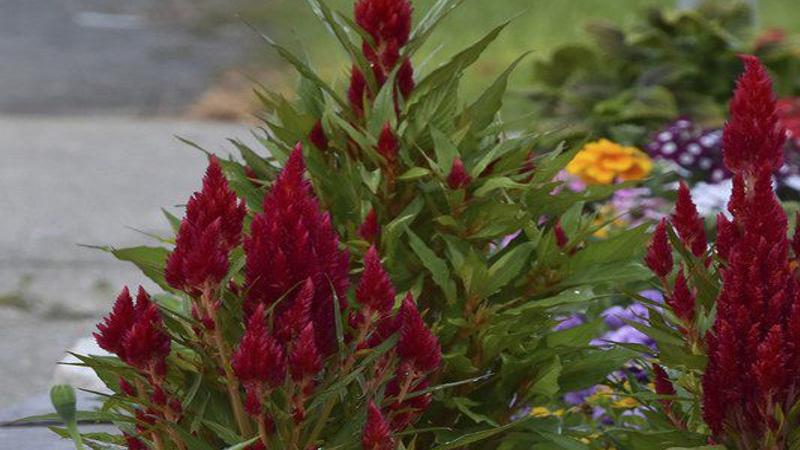 Celosia Almost Guarantee Summer Garden Success Lifestyles Meridianstar Com