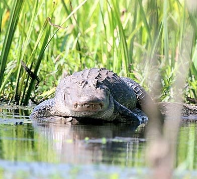 alligator meridianstar poised pounce reservoir prey any