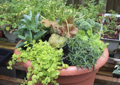 Create the perfect combination planter using the 'Thriller, Filler