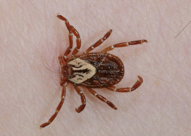 Always check for ticks after outdoor summer activities Lifestyles