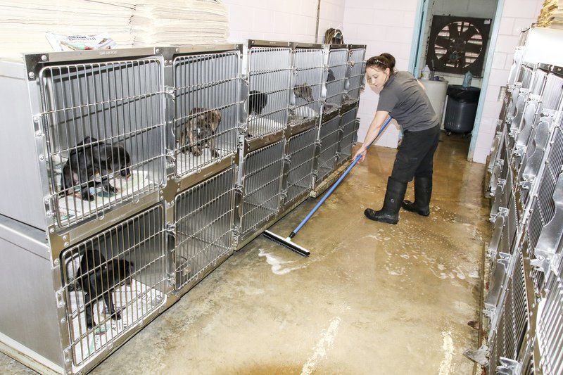 lauderdale county animal shelter