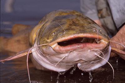 Catfishing opportunities abound across state, News
