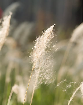 Landowners could have invasive weed removed for free Local News