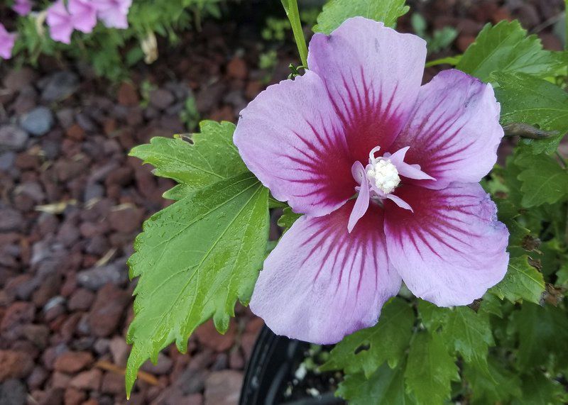 Rose of Sharon varieties give options for gardens | Lifestyles ...