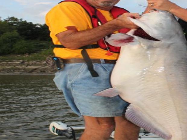 This angler reeled in the biggest blue catfish yet in the Mississippi River