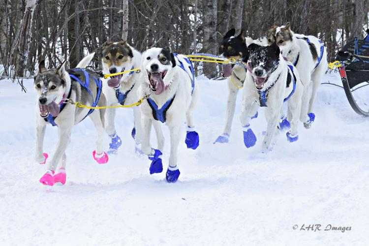 WolfTrack Classic returns to Ely with sled dog meet and greet News