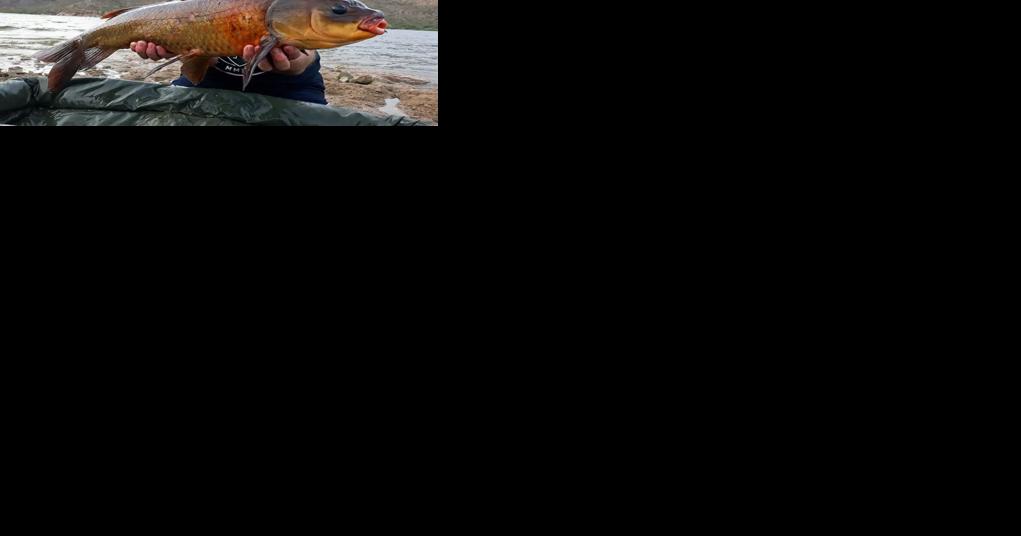 From Minnesota to Arizona, new research tracks a remarkable, centenarian fish - Vimarsana News
