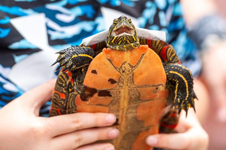 Turtle Races | Gallery | mesabitribune.com