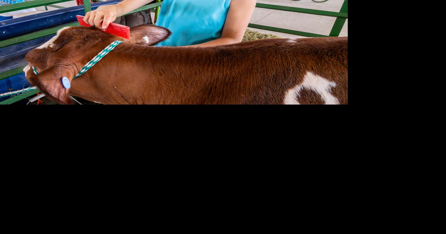 St. Louis County Fair Gallery