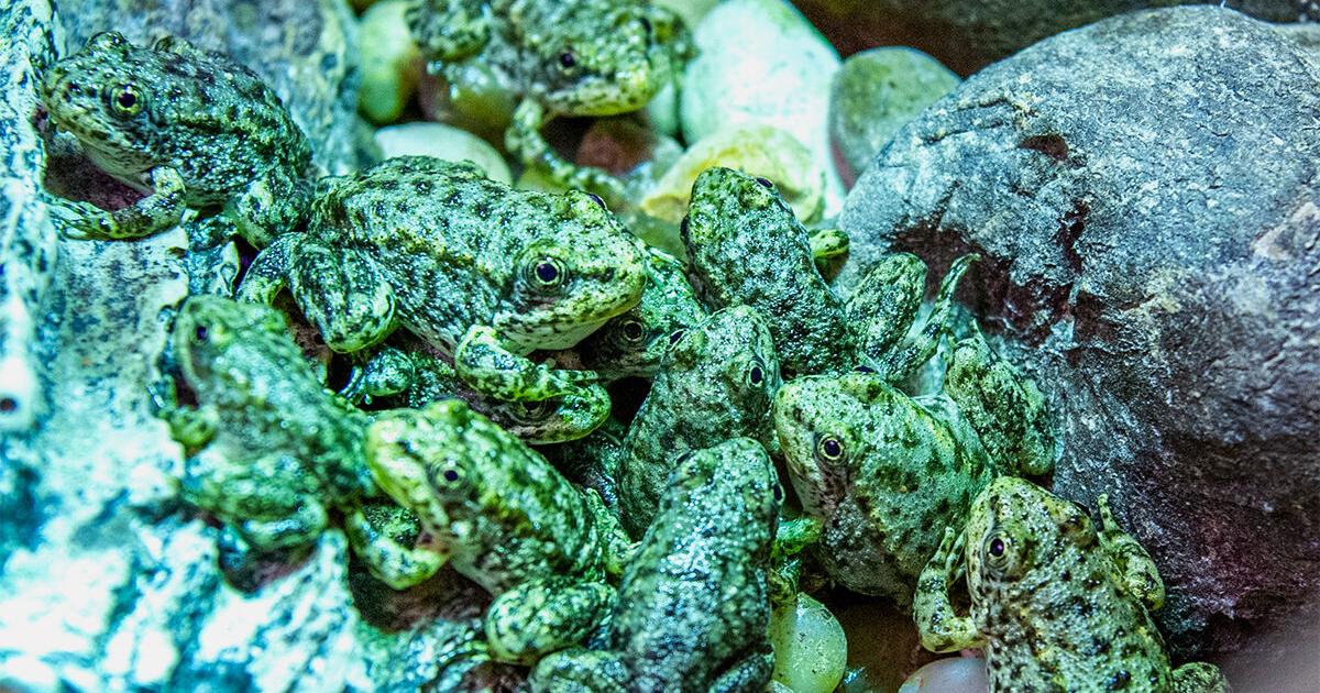 A California frog is on the brink of extinction. Long Beach aquarium has a plan to save it – Winnipeg Free Press