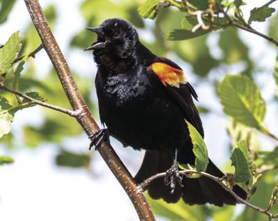 Blackbird serenade