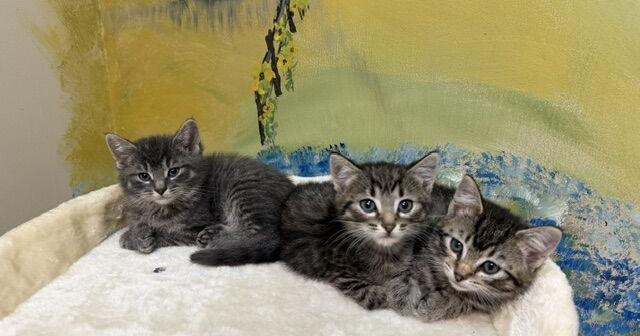 Precious Paws Pets of the Week