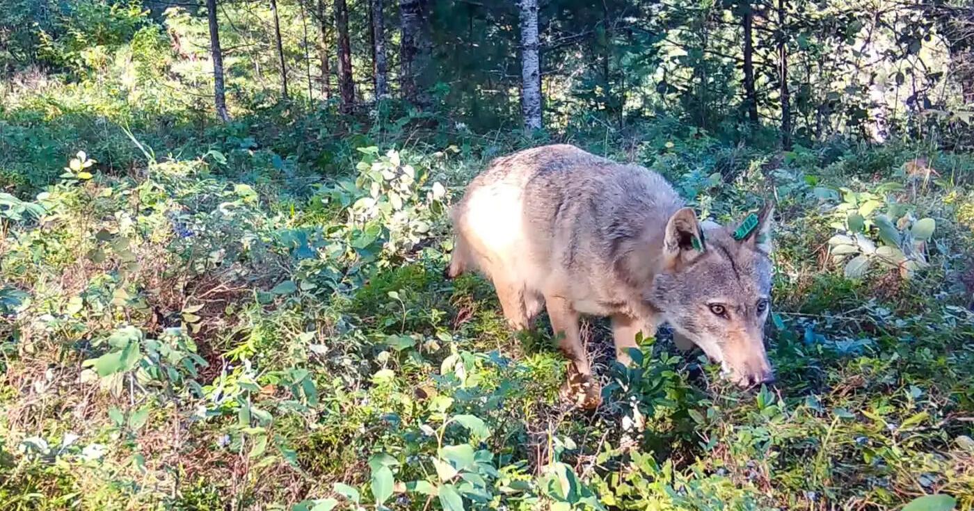 Волки в Миннесоте способствуют росту голубики, ускоряя прорастание семян на семь дней