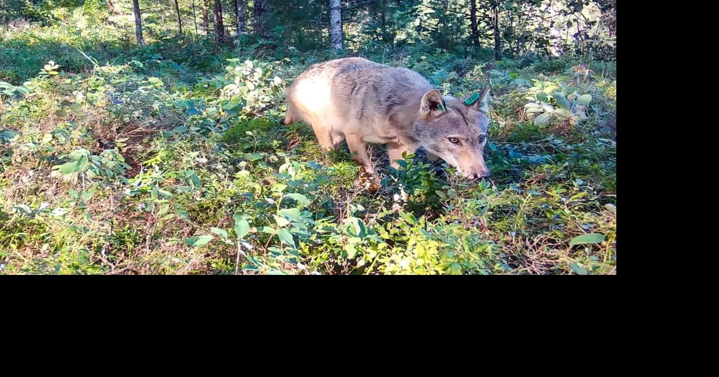 From poop to plants, how wolves help blueberries grow and spread in northern Minnesota