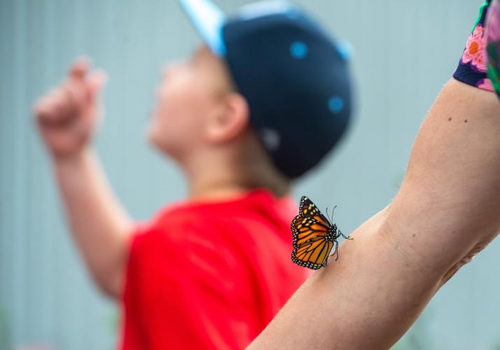 11th Annual Hospice Butterfly Release Gallery