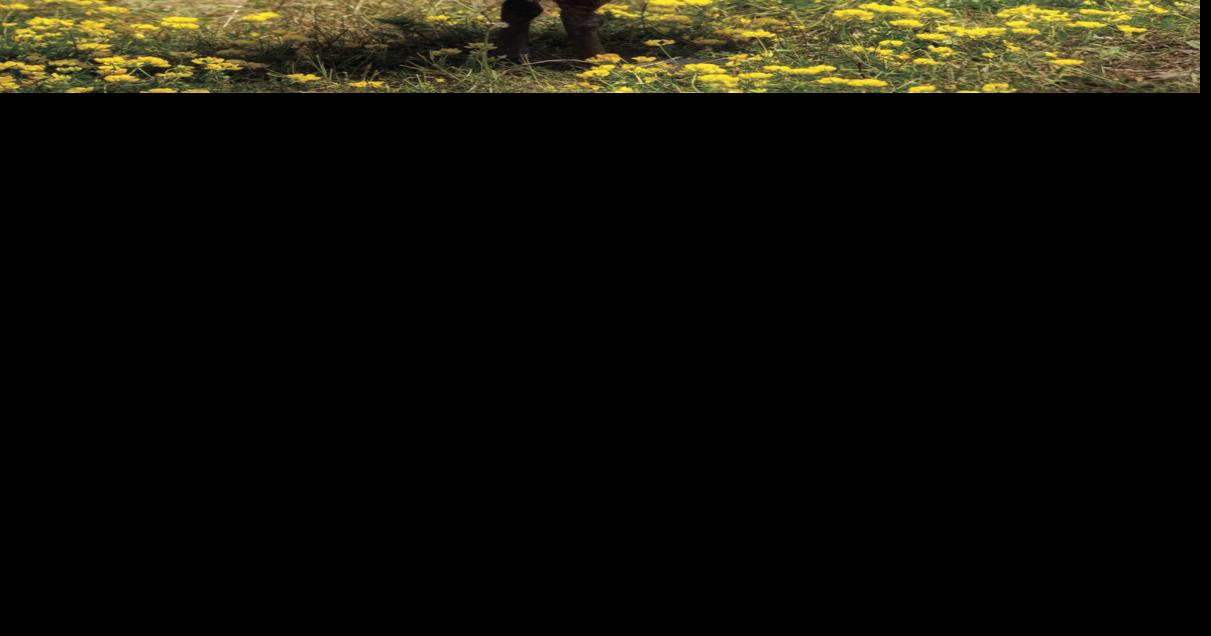 Goose on the loose | Local | mesabitribune.com
