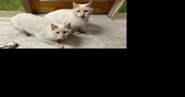 Precious Paws Pet of the Week - Vimarsana News