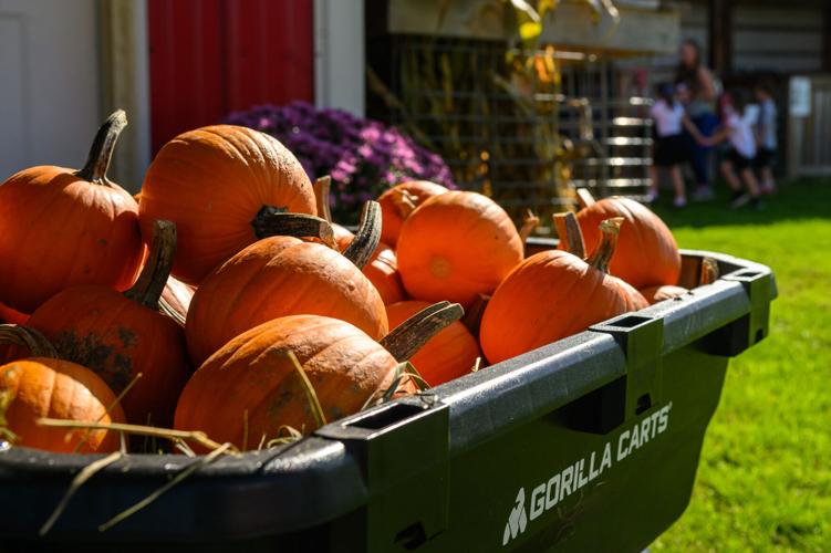 Simeks Farm | Gallery | mesabitribune.com