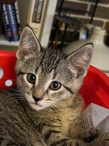 paws pet of the week