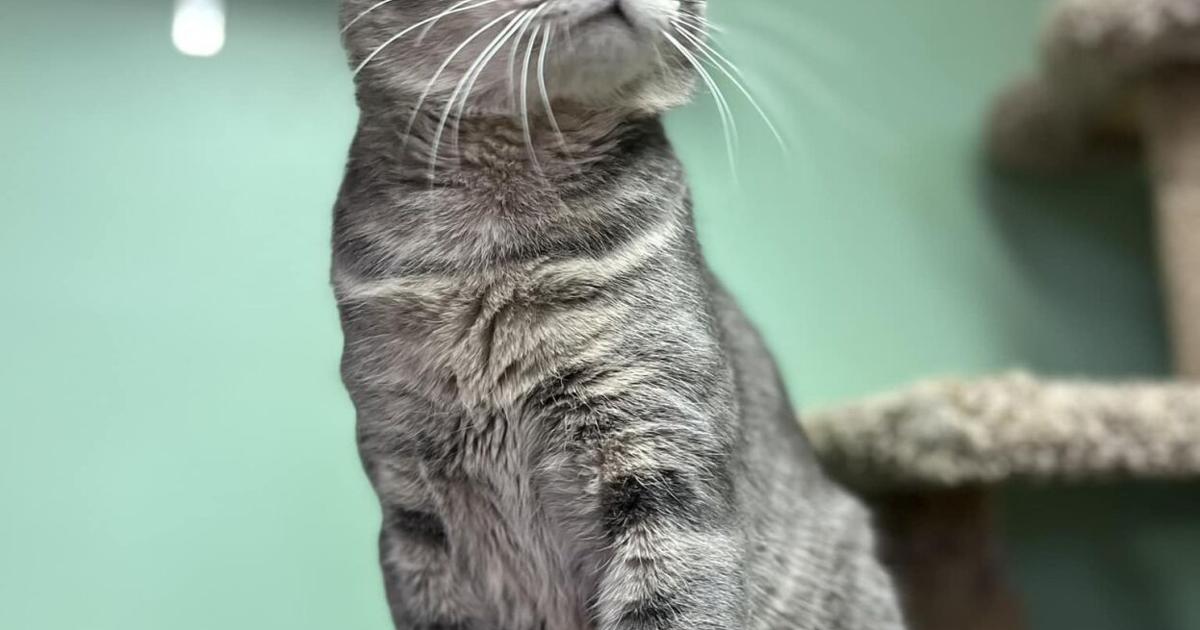 Local Paws Precious Paws Pet of the Week | Local | mesabitribune.com