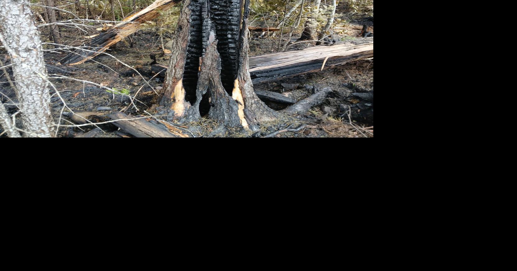 Boreal forest feeds northland wildfires