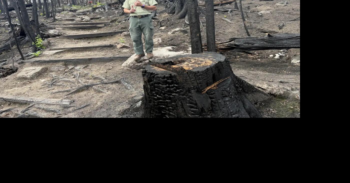 Why the devastating Boundary Waters wildfires are critical for a healthy Minnesota forest