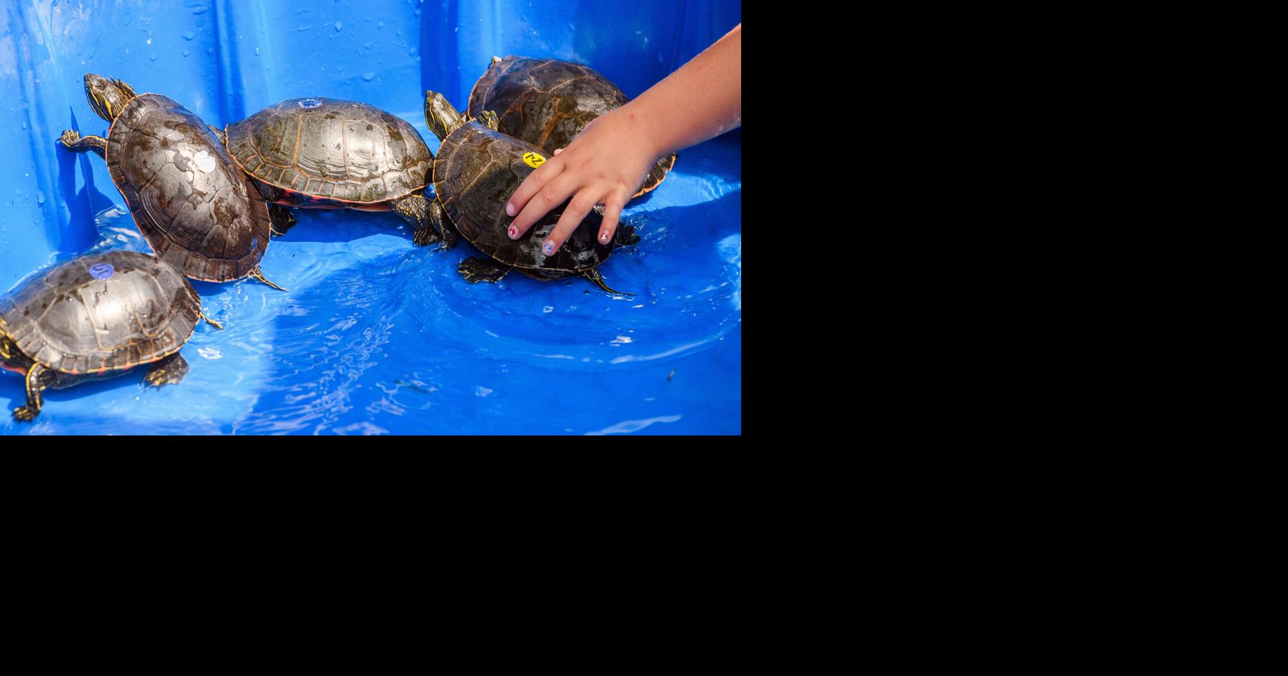 Turtle Races | Gallery | mesabitribune.com
