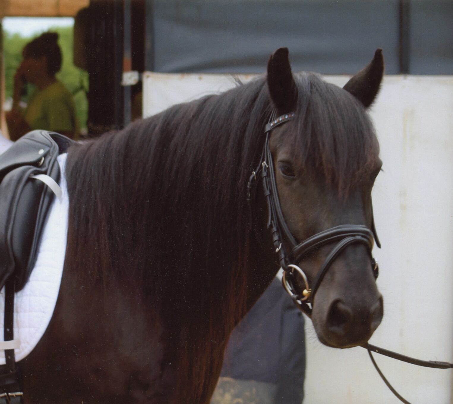 Victor the Fell Pony makes parade debut in Hibbing Local