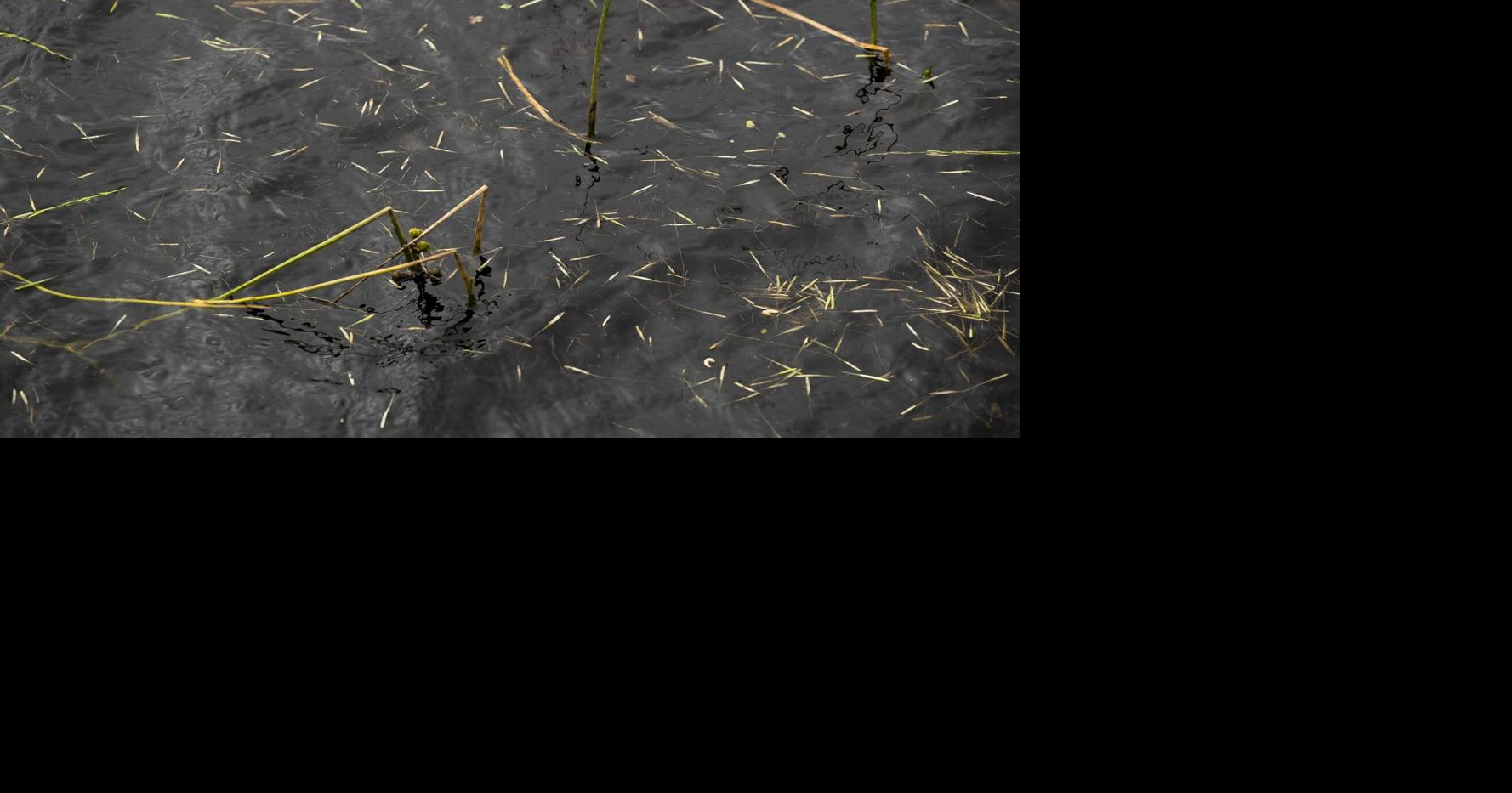 ‘A resilient plant’: Three tribal nations reflect on wild rice season ...