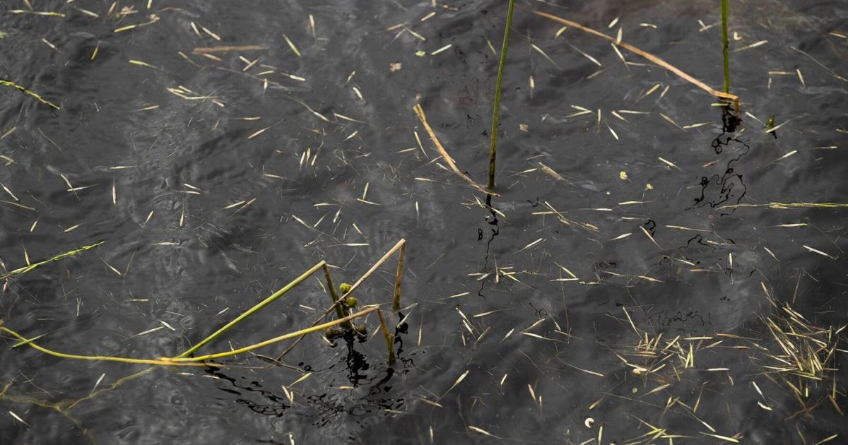 Wild Rice Season ‘A resilient plant’: Three tribal nations reflect on wild rice season ...