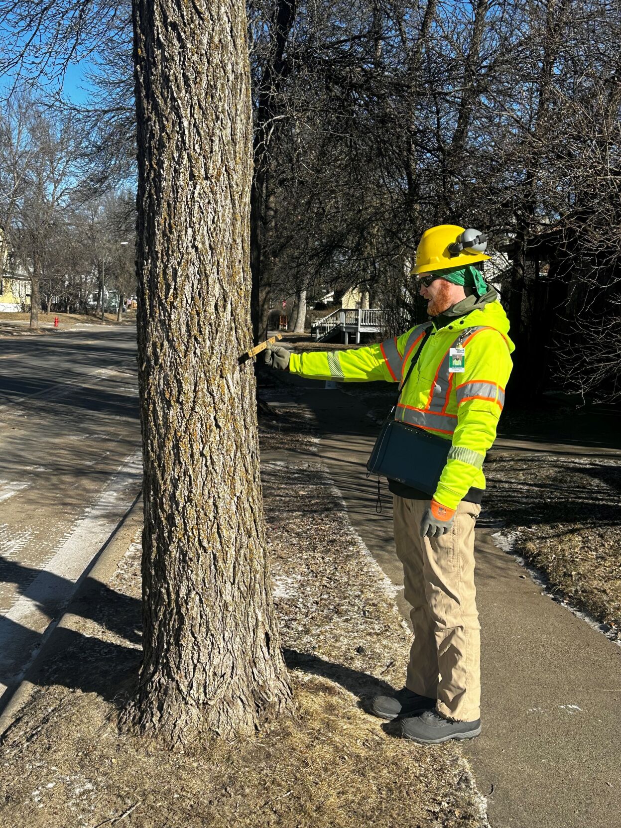 Tree inventory, assessment being conducted in Hibbing | Community ...