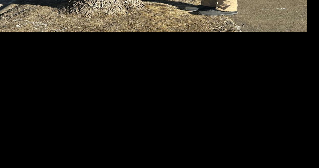 Tree inventory, assessment being conducted in Hibbing | Community ...