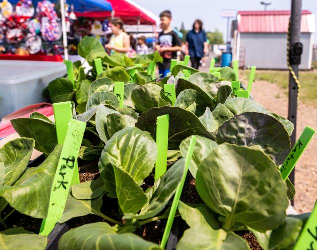Hibbing Farmers Market opens for 2023 season Local