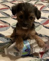 Owensboro Tcup Morkie Shorkie Yorkie/Poos Call or Text 270-230-6000