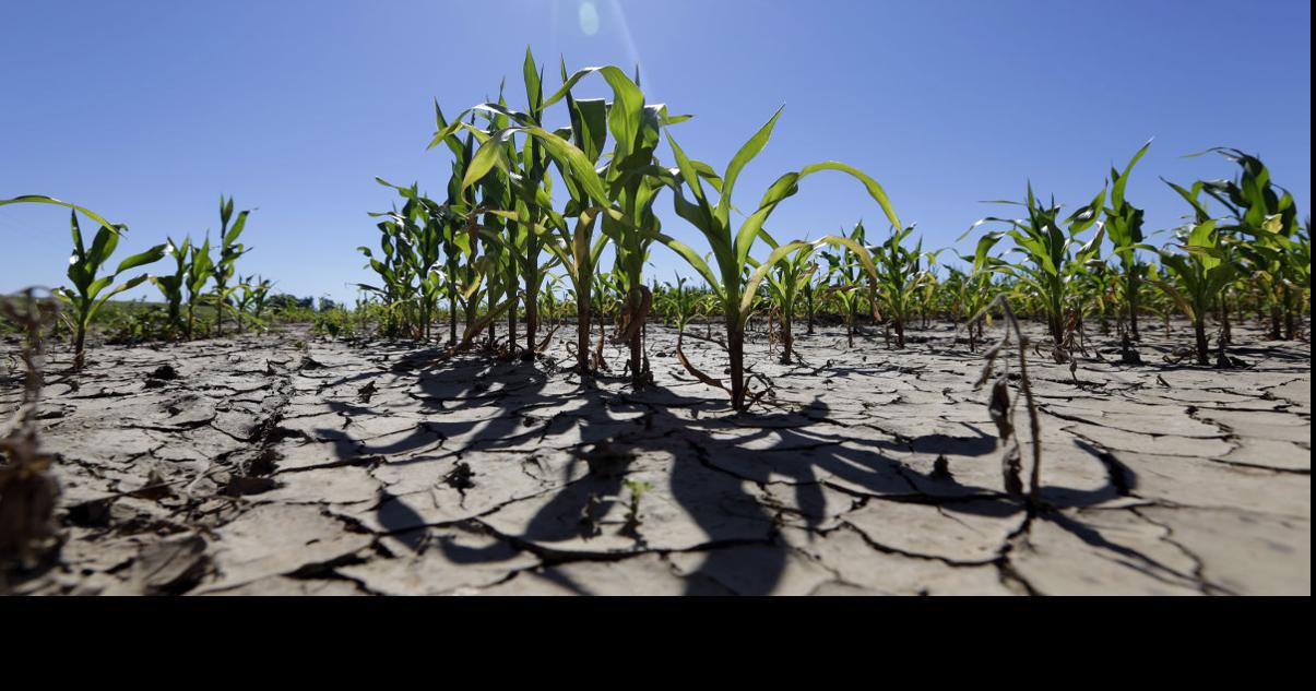 Dirt like concrete choking corn as dry spell damaging crops