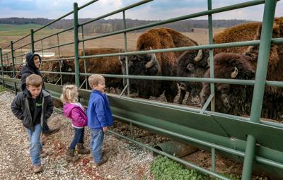 bison inquirer messenger raising ohio farm county