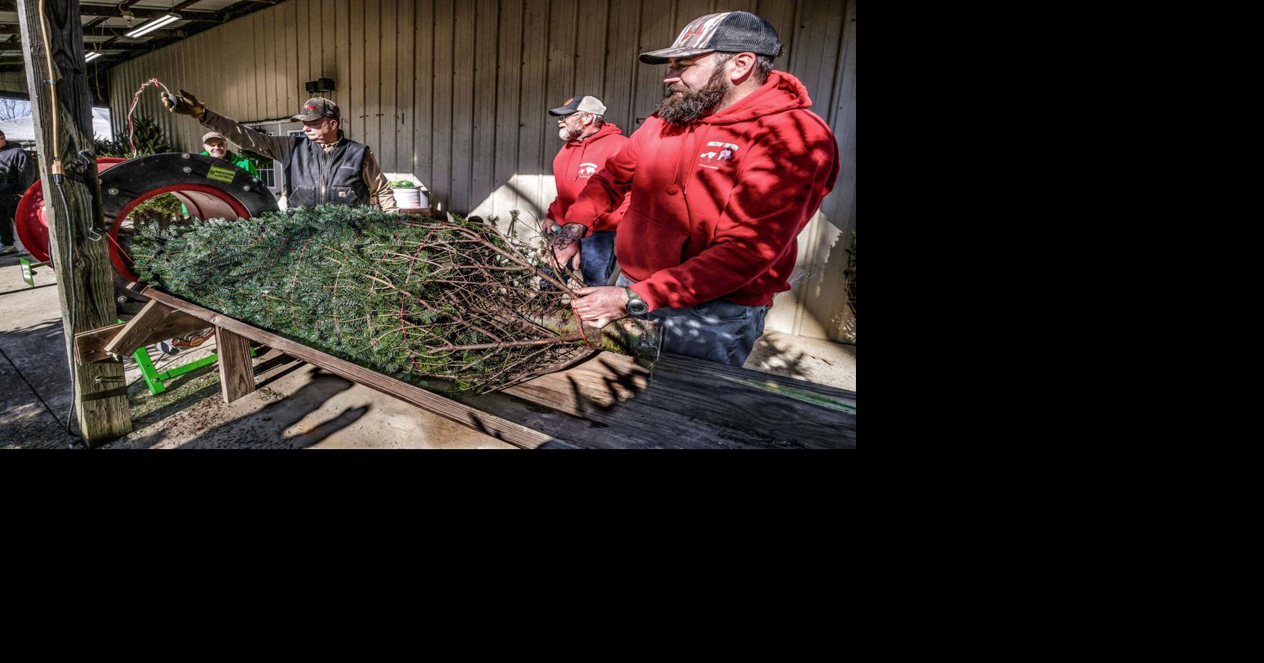 Hilltop Tree Farm part of Christmas traditions | Local News | messenger ...