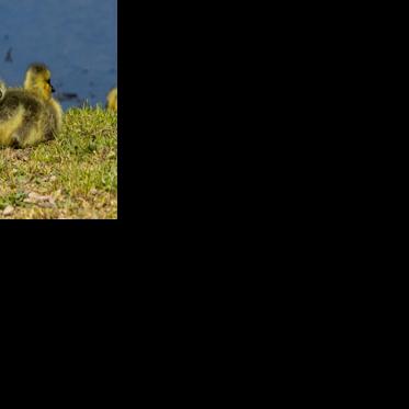 Fish and Wildlife reminds the public to leave baby wildlife alone ...