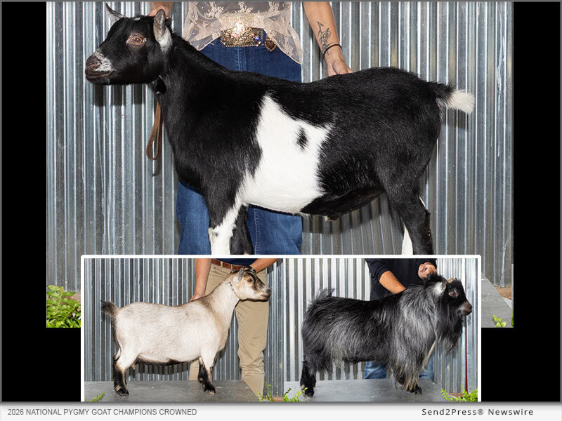 National Champions Crowned During 2026 Pygmy Goat Convention