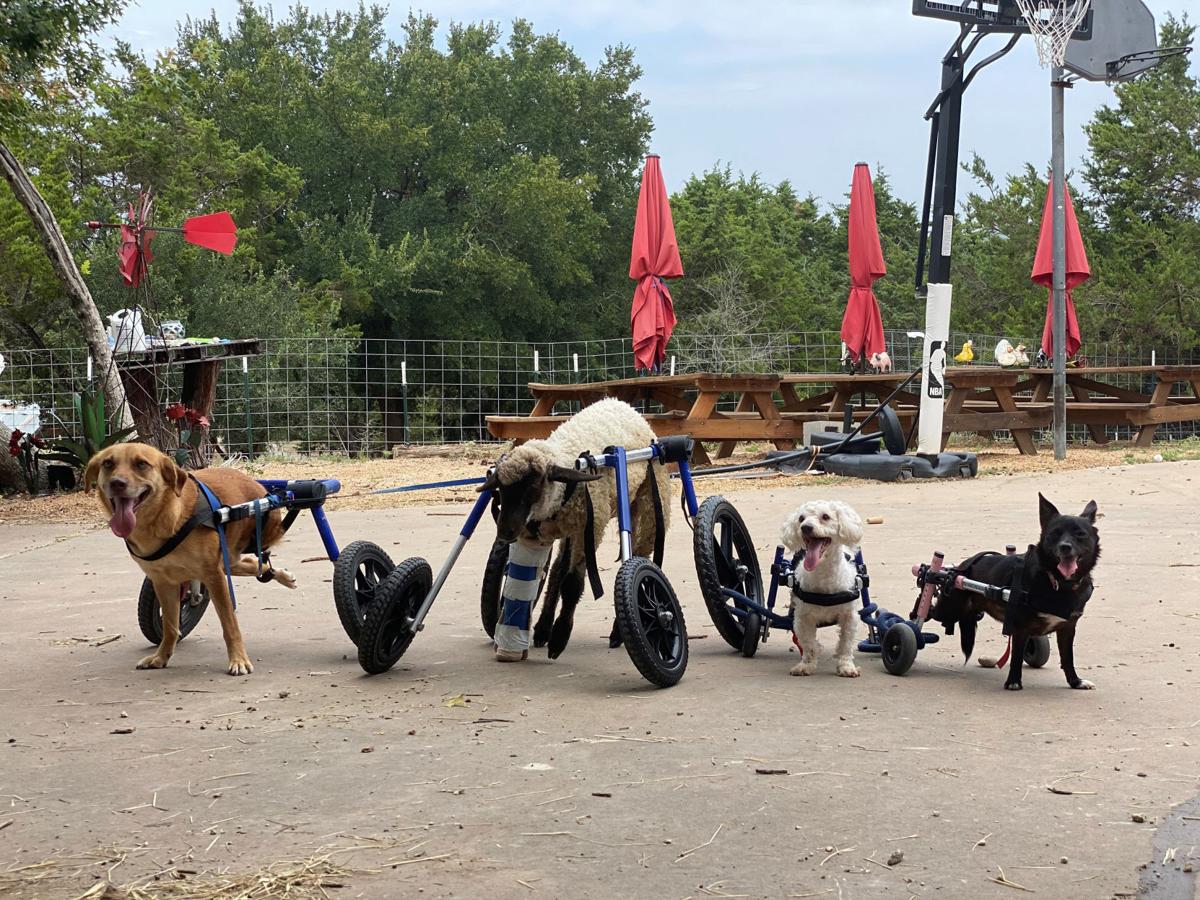This Texas Farm Connects Special Needs Kids With Injured Animals They Re Just Like Me Agriculture Messenger Inquirer Com