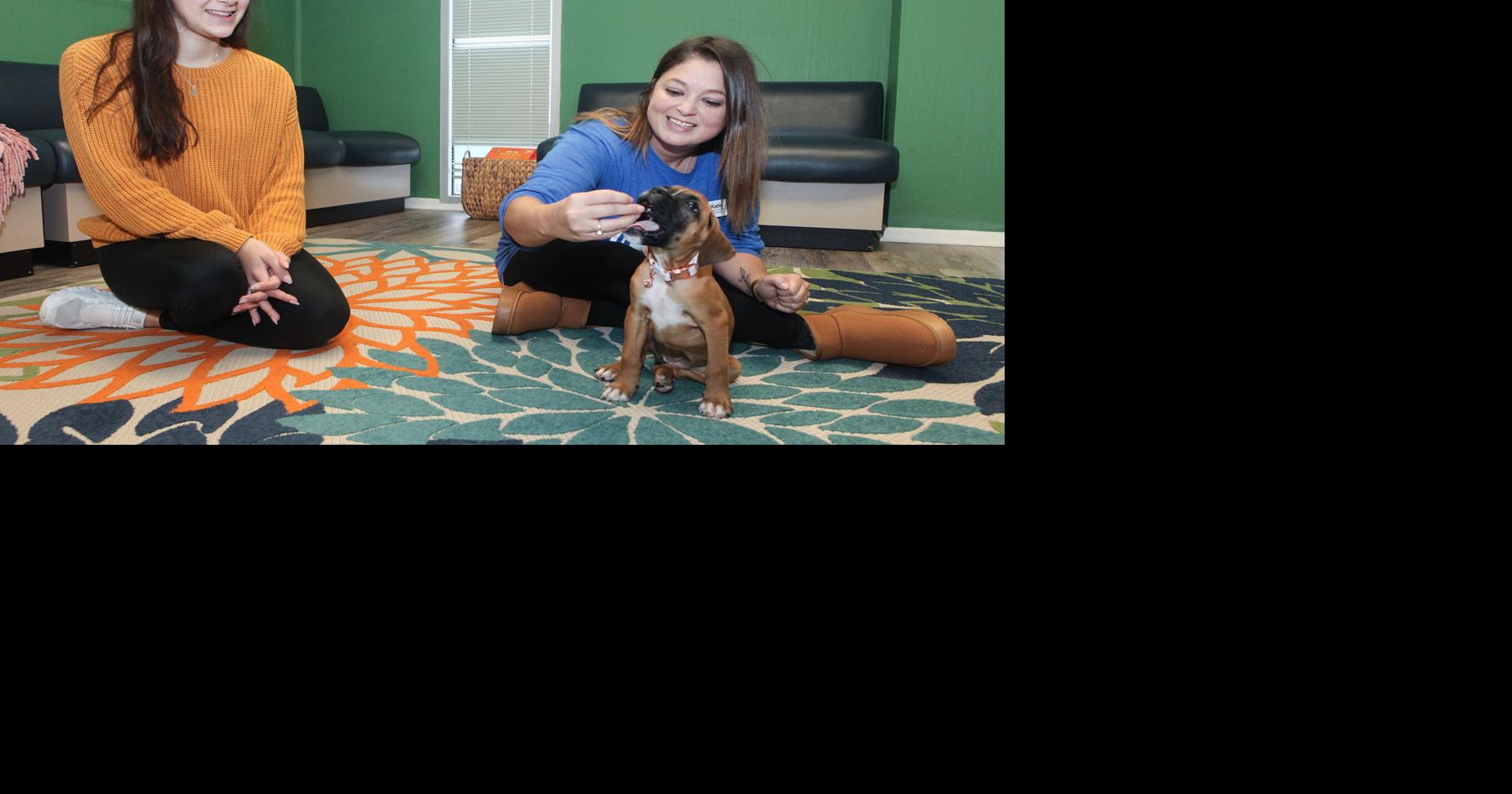 Comforting companion: The Center welcomes therapy dog in training ...