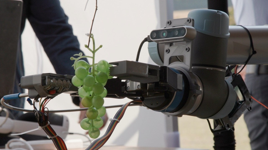 AI-powered grape ripeness detector aims revolutionize wine industry ...
