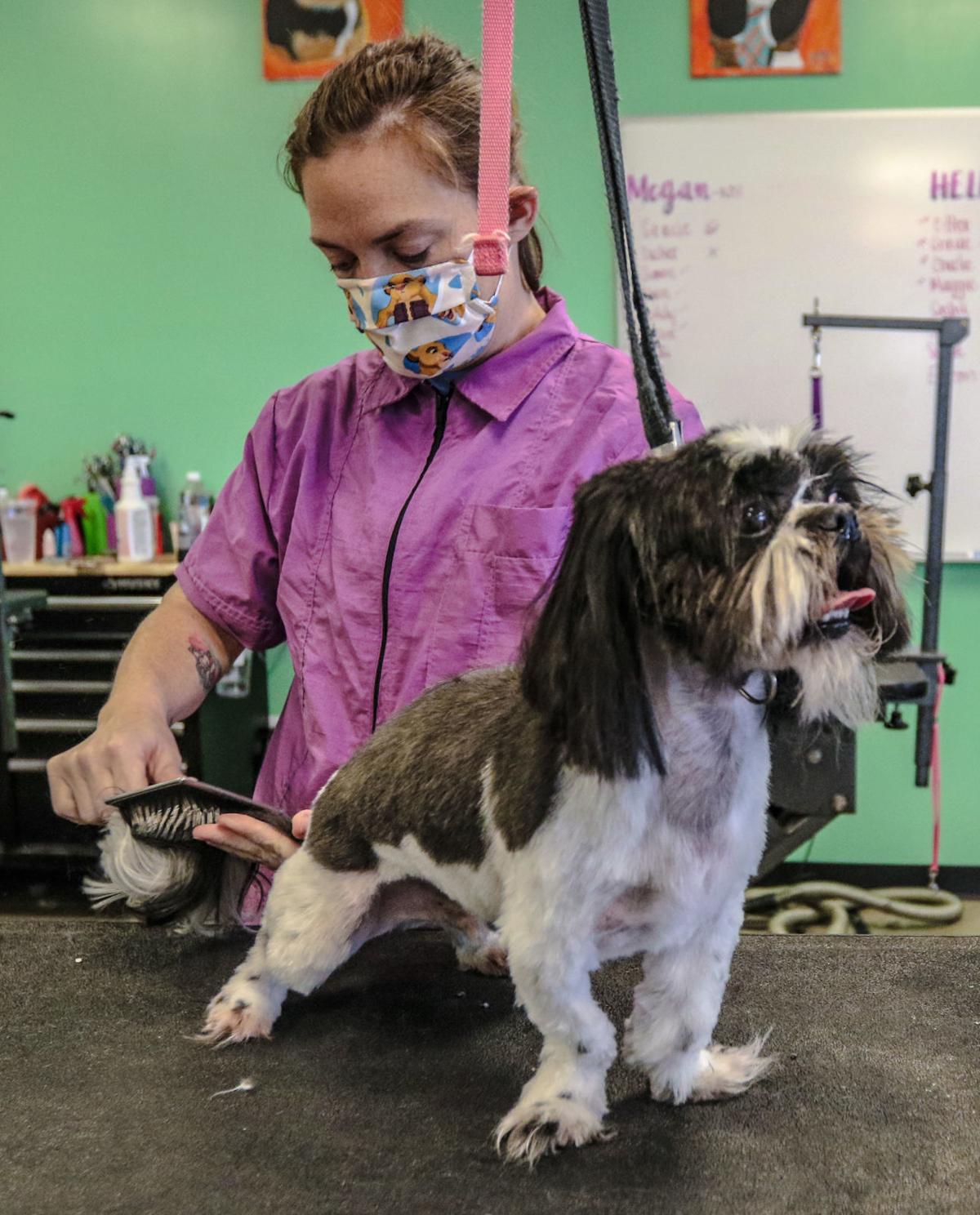 Pet groomers swamped as they reopen News