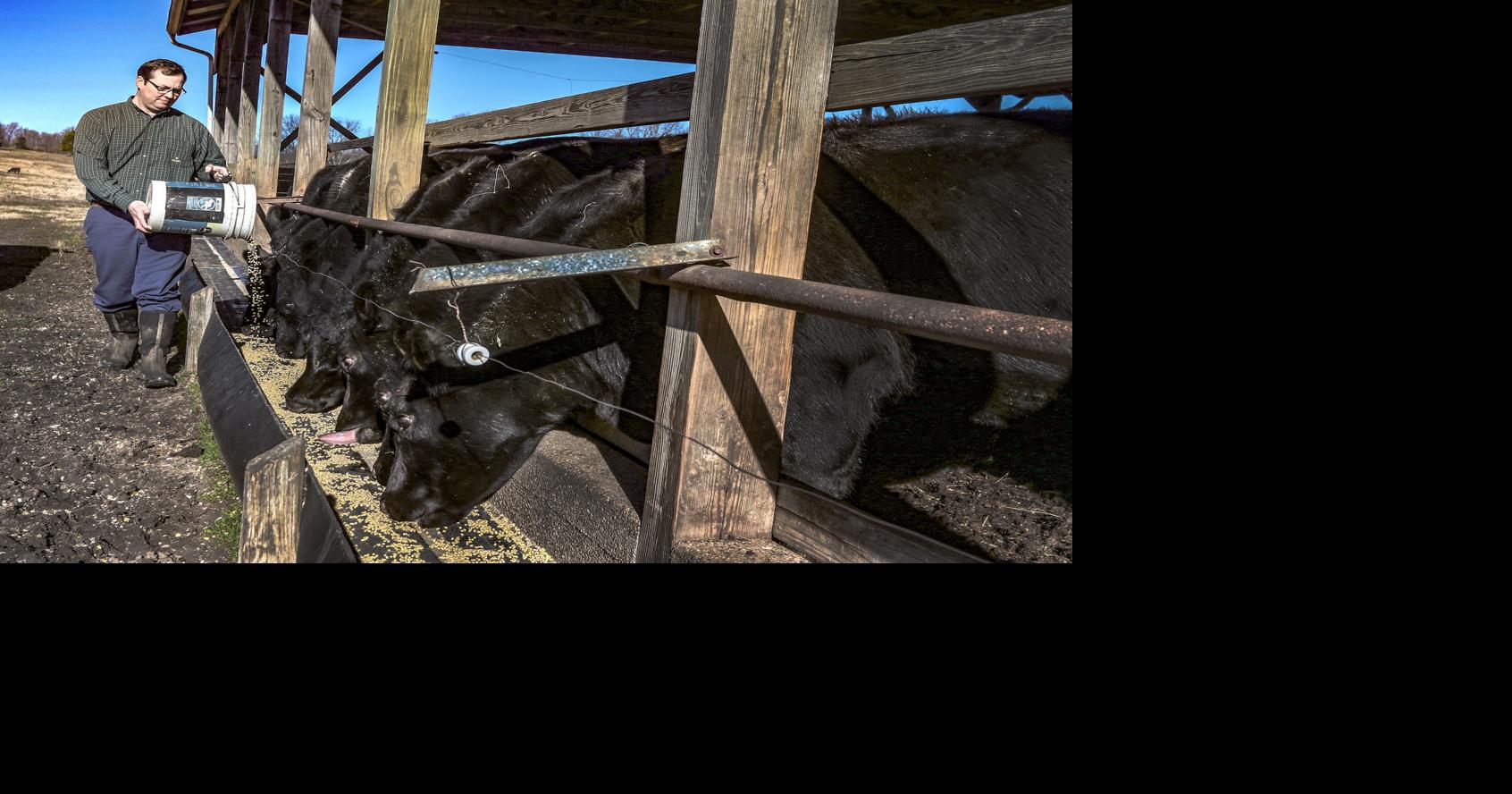 UK economists point to livestock strength, row crop strain in 2026