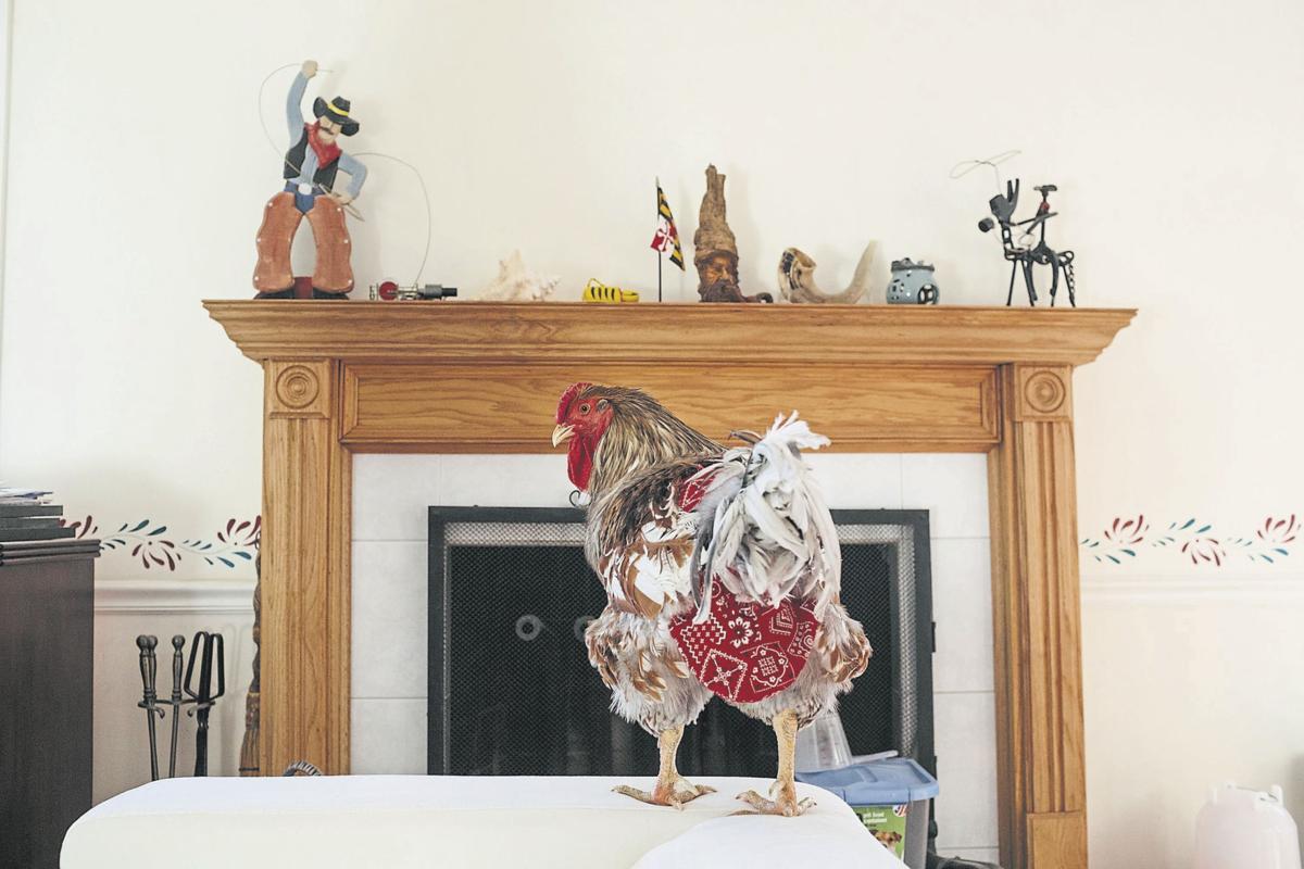 Fresh Eggs And Preparation H Agriculture Messenger Inquirer Com