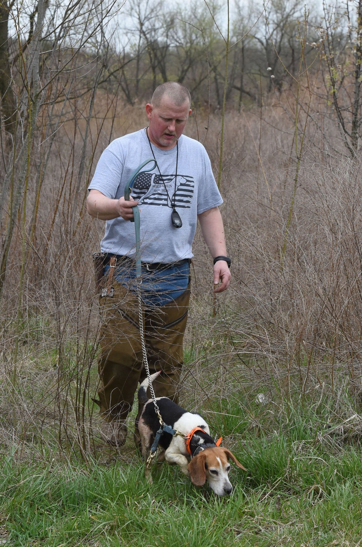 Arha beagles hot sale for sale