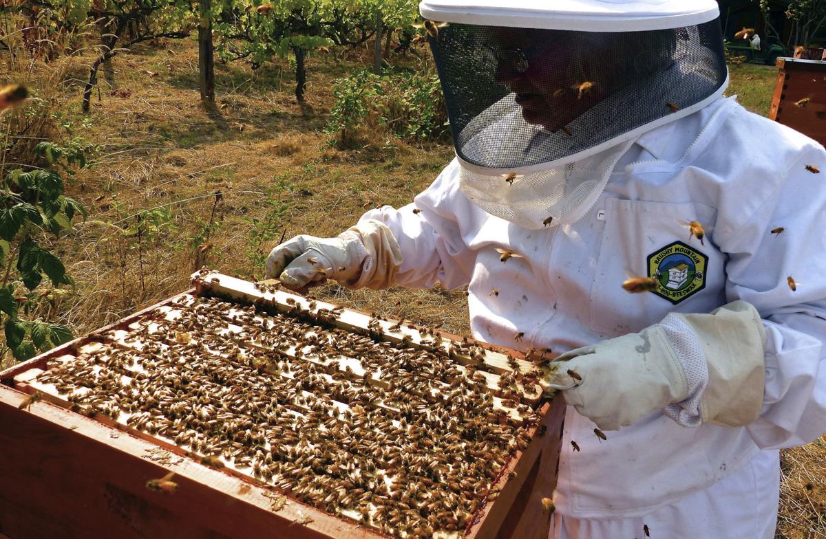Backyard Gardeners Can Act To Help Bee Populations News Messenger Inquirer Com