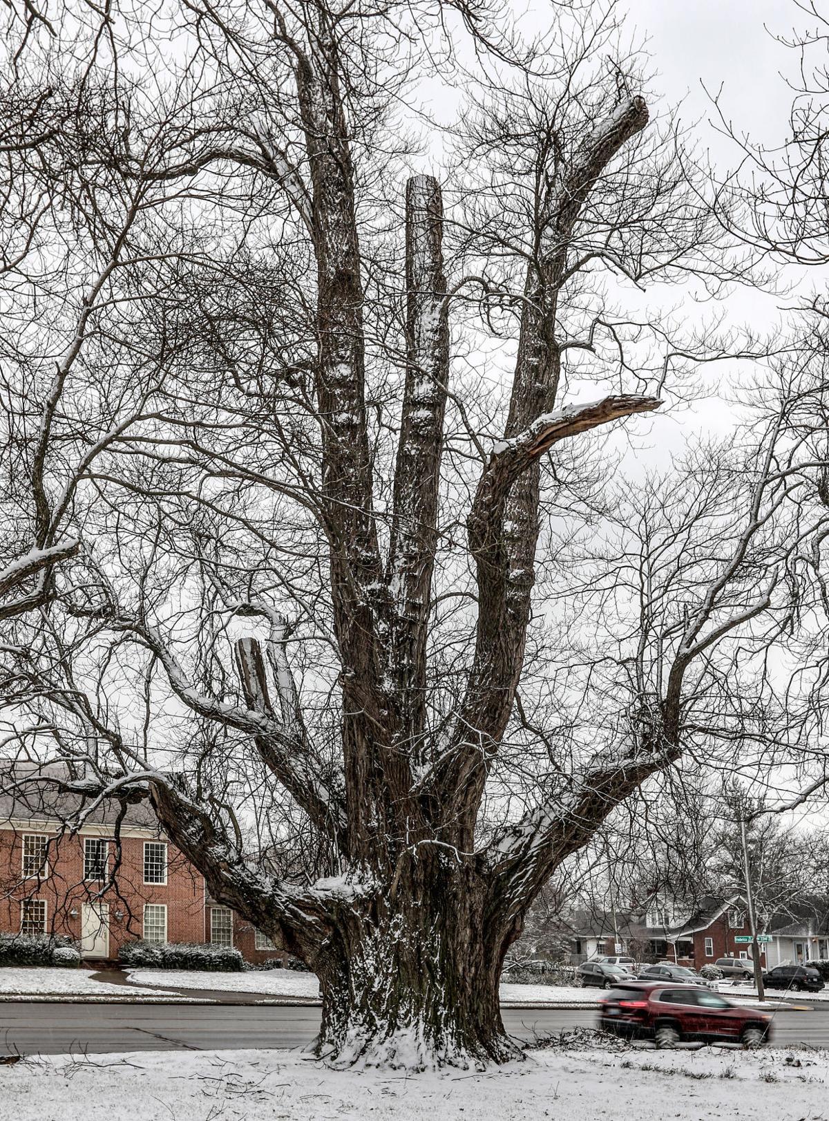 Owensboro's sassafras tree attracts attention through the decades