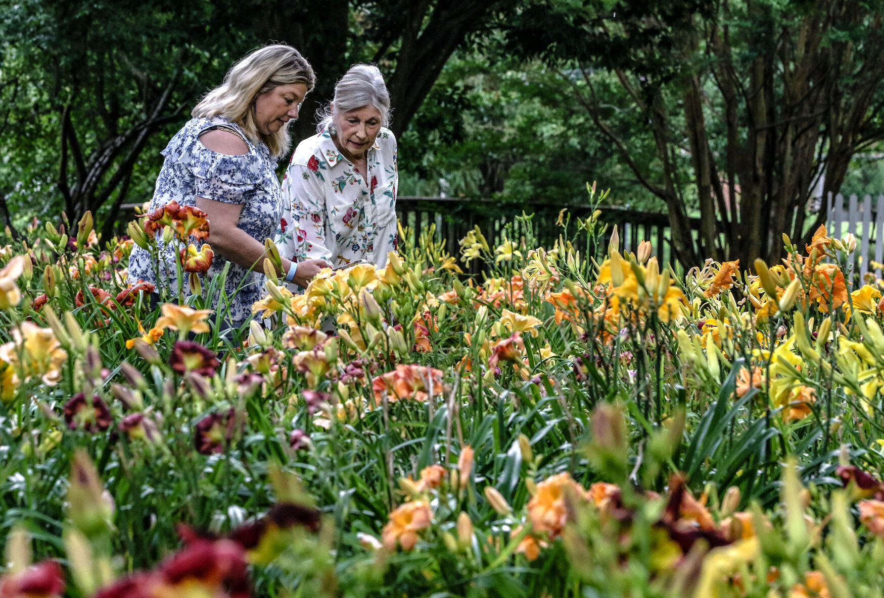 Blooming season: Botanical garden hosts annual Daylilies Festival